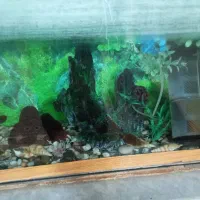 اکواریوم|ماهی|بیرجند, |دیوار