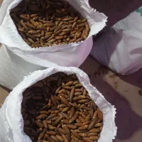 بلوط تازه چیده ۳/۱۰/۱۴۰۴