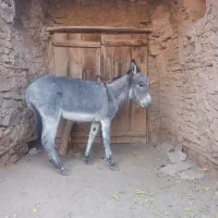 الاغ ماده