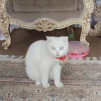 واگذاری گربه اسکاتیش|گربه|سقز, |دیوار