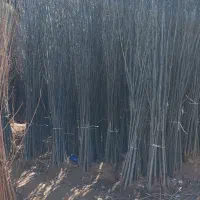 فروشنهالتضمینیدرنهالستانخورشید|خدمات باغبانی و درختکاری|سراب, |دیوار