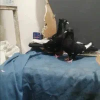 جفت سینه ای درشت|پرنده|اهواز, کمپلو شمالی|دیوار