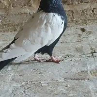 کبوتر دم سیاه|پرنده|قزوین, |دیوار