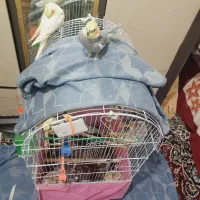 عروس هلندی دستی|پرنده|برخوار, |دیوار