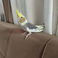 عروس هلندی به ظاهر نر