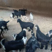 کهره نر چاق صادراتی|حیوانات مزرعه|سیدان, |دیوار