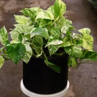 پتوس|گل و گیاه طبیعی|مشهد, نیروی هوایی|دیوار