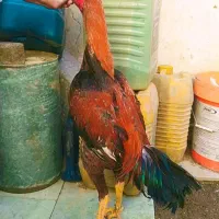 جوجه خروس لاری افغان عطیقه