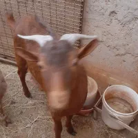 کره چپش|حیوانات مزرعه|اردکان, |دیوار