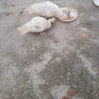 حراج بوقلمون و اردک روسی|حیوانات مزرعه|آمل, |دیوار