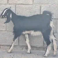 بزماده|حیوانات مزرعه|بندر ماهشهر, |دیوار