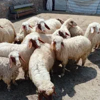 ۱۰راس بره گرمسیری