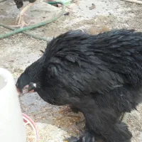 مرغ وخروس برهما جوجه5ماه برهما|حیوانات مزرعه|کرمان, |دیوار