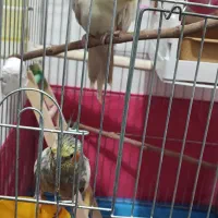 عروس هلندی نر و ماده کاملا سالم سر حال