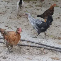 جوجه ۲ ماهه محلی|حیوانات مزرعه|سوق, |دیوار