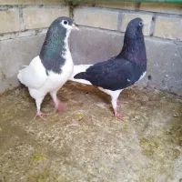 حراج شهری ب دلیل شلوغی