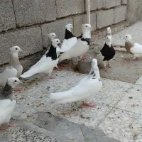 کبوتر طوقی