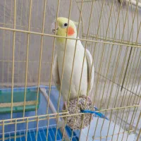 عروس هلندی|پرنده|سرپل ذهاب, |دیوار