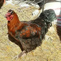 خروس جوان نژاد آمریکایی