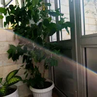 گل زیبا ودلنشین|گل و گیاه طبیعی|آستارا, |دیوار