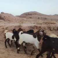 تعدادی بزغاله خوب و عالی