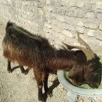 فروش یک عددبز دورگ