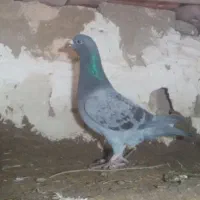 مسافتی نر و ماده|پرنده|فیروزآباد (آذربایجان), |دیوار