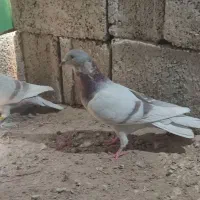 کبوتر پولکی و پوست پیازی به شرط|پرنده|برازجان, |دیوار