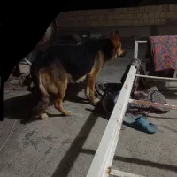 سگ ژرمن شپرد|سگ|سراب, |دیوار