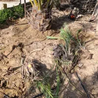 برداشتن پاجوش نخل در ازای تمیز کردن نخل|خدمات باغبانی و درختکاری|بوشهر, |دیوار