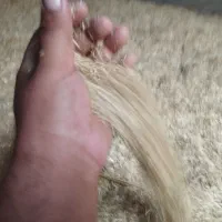 کاه دسته دروگر|لوازم جانبی حیوانات|مراوه, |دیوار