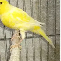 دوتا قناری نر