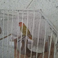 عروس هلندی وطوطی کاملا دستی