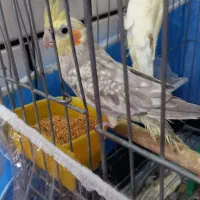 عروس نر|پرنده|میاندوآب, |دیوار