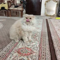 گربه 9ماهه قیمت 7.500تومان