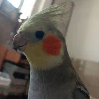 عروسی هلندی نر