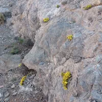 آردی 83 دوگانه