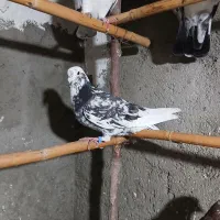 کبوتر فروشی