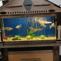 اکواریوم کلبه وماهی کوی