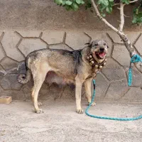 واگزاری سگ ماده
