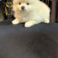 واگذاری توله پامر|سگ|بابلسر, |دیوار