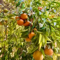 جایگزین اوره تضمینی