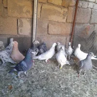 کبوتر پلاکی دسته|پرنده|شیراز, قلعه نو|دیوار