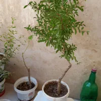 درخچه بونسای|گل و گیاه طبیعی|کرج, باغستان|دیوار