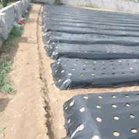 نایلون توت فرنگی میزنیم با تجربه