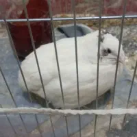 پرنده بلدرچین