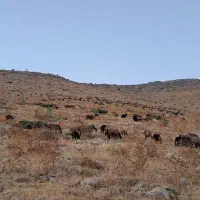 نیازمند یک نفر چوپان