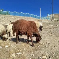 ۲۴عدد بره نر و ماده سالم حراج جفت۱۸|حیوانات مزرعه|پلدختر, |دیوار