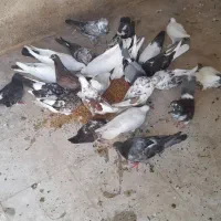 فروش کلی کبوتر