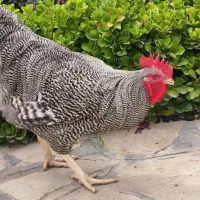 ست مرغ و خروس پلیموت راک مولد بالغ